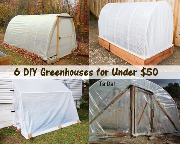 6 DIY Greenhouses for Under $50 - DIY Scoop